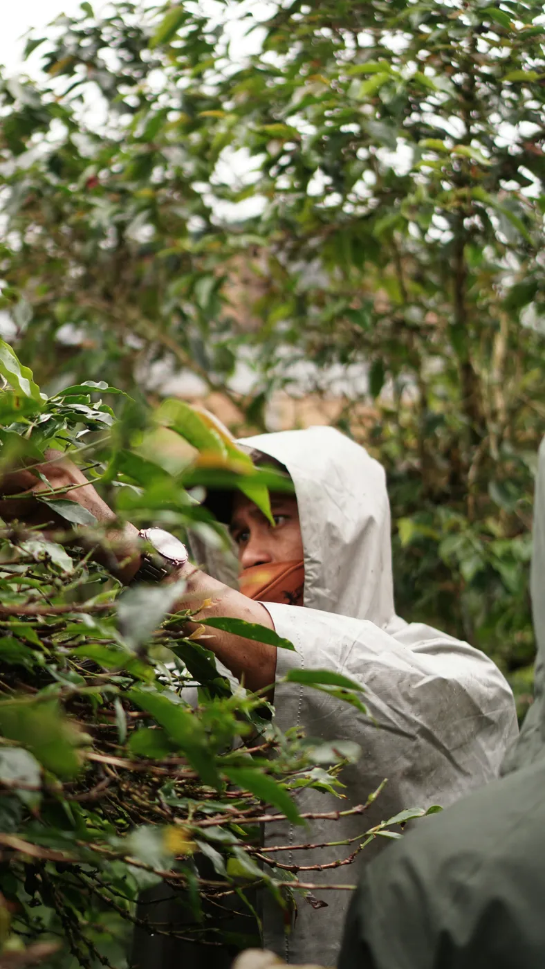 Coffee harvest