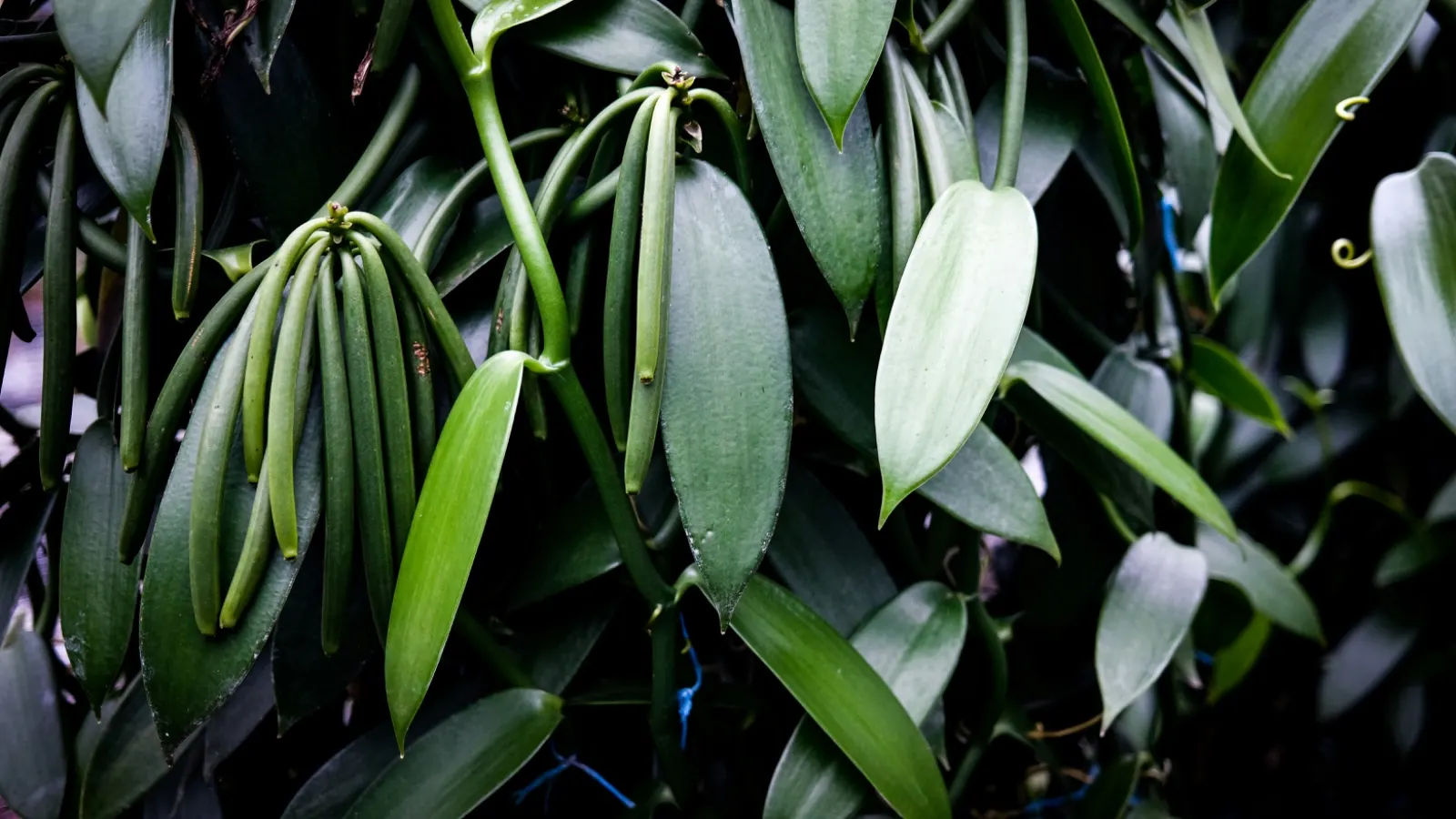 Vanilla at source