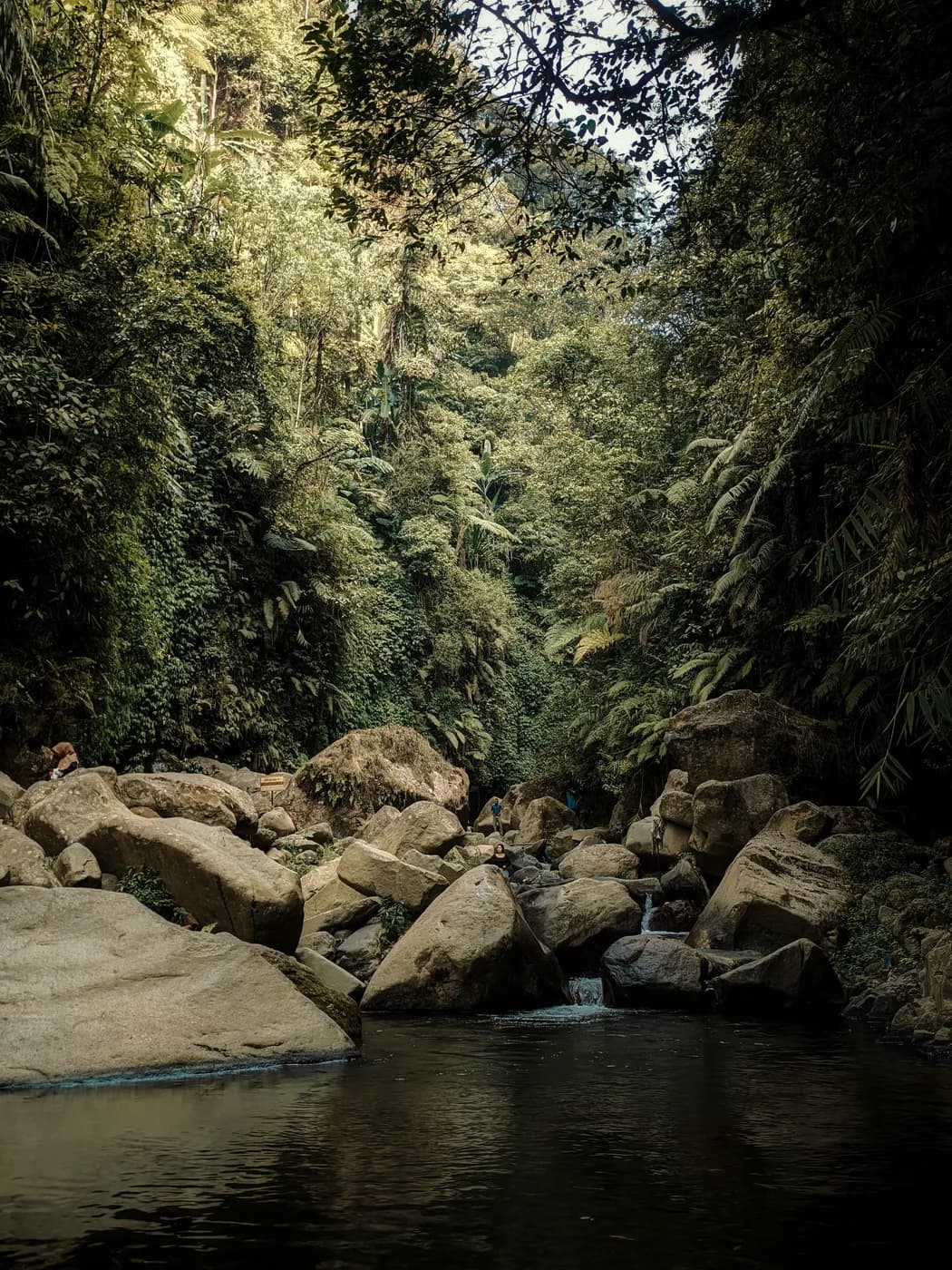 Tropical forest